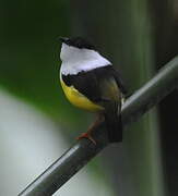 White-collared Manakin