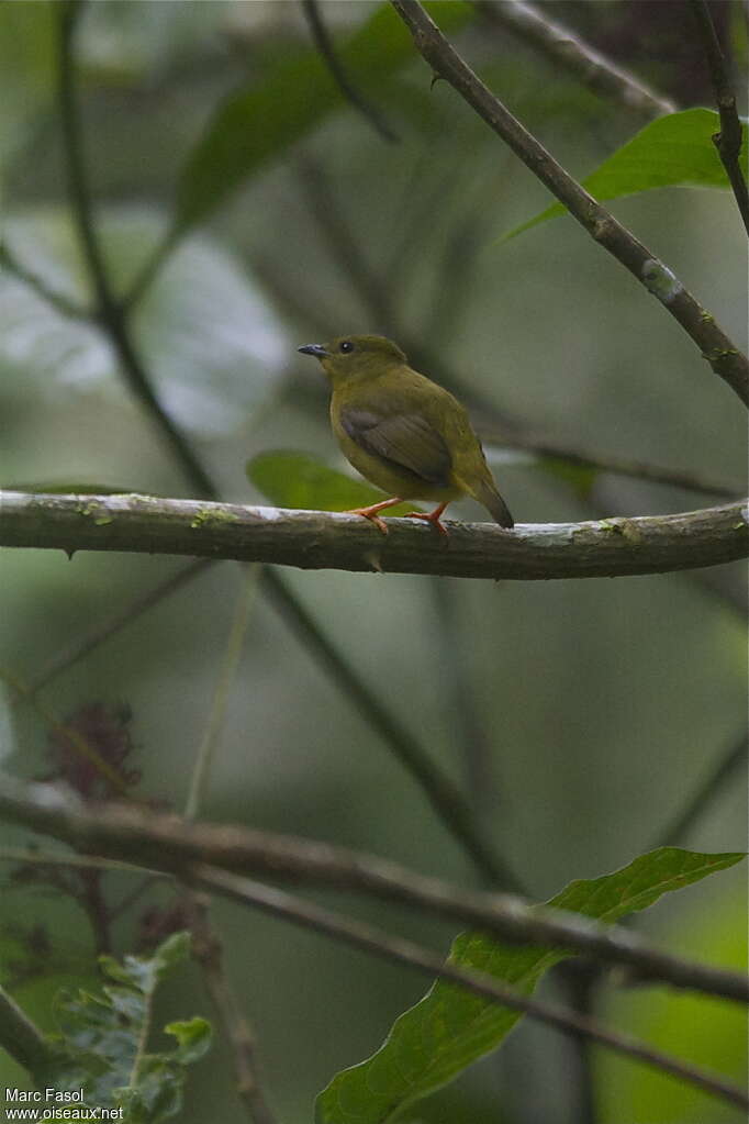 Manakin à col orange femelle adulte