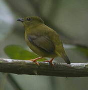 Manakin à col orange