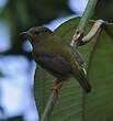 Manakin à col orange