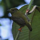 Manakin à col orange