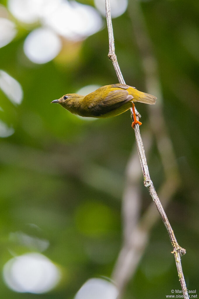 Manakin à col orange femelle adulte, identification