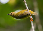 Manakin à col orange