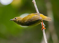 Manakin à col orange