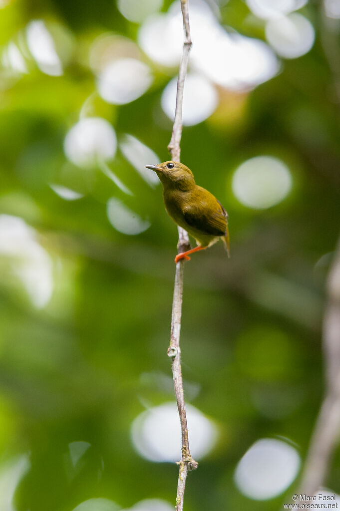 Orange-collared Manakin female adult, identification