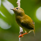 Manakin à col orange