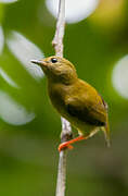 Orange-collared Manakin