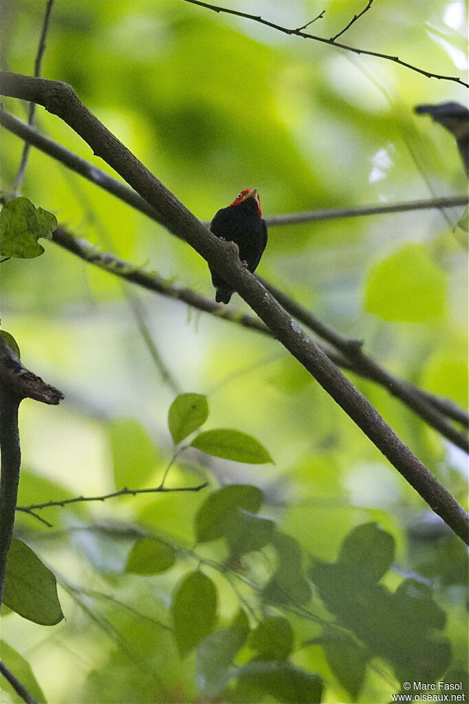 Manakin à cuisses jaunes mâle adulte, identification