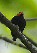 Red-capped Manakin