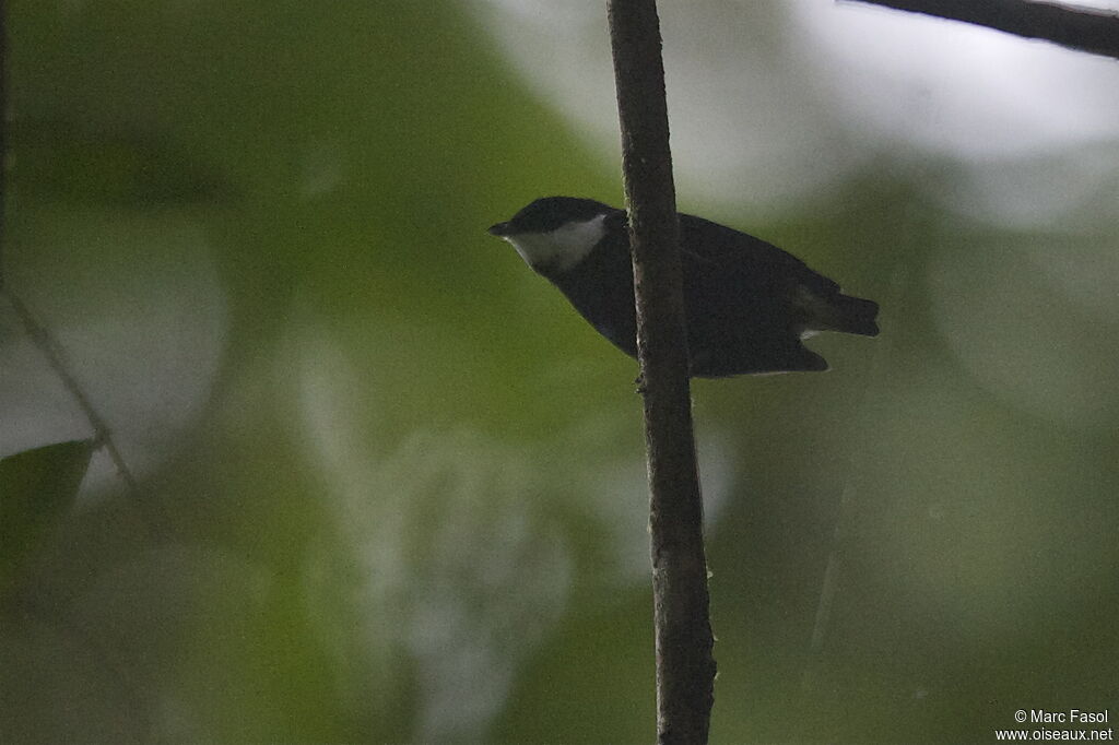 White-ruffed Manakin