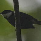 Manakin à fraise