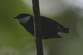 White-ruffed Manakin