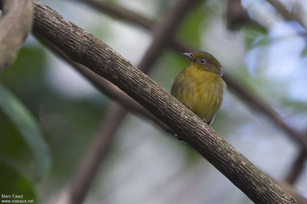 Manakin à queue barrée femelle adulte