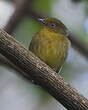 Manakin à queue barrée