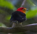 Manakin à queue barrée