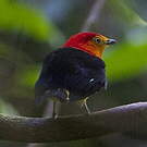 Manakin à queue barrée