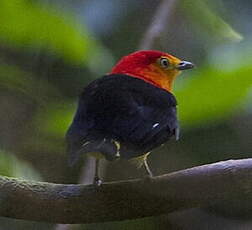 Manakin à queue barrée