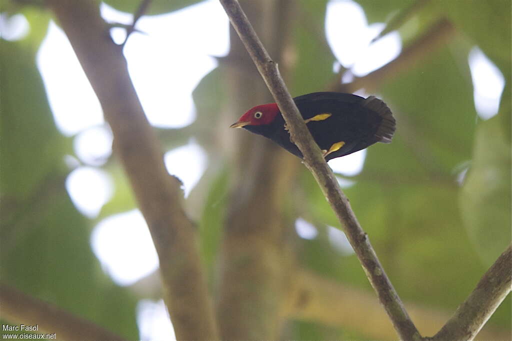 Manakin à queue ronde mâle adulte, identification