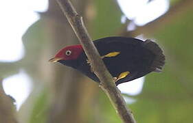 Manakin à queue ronde