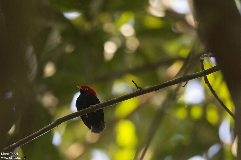 Manakin à queue ronde mâle adulte, identification