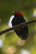 Round-tailed Manakin