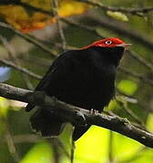 Round-tailed Manakin