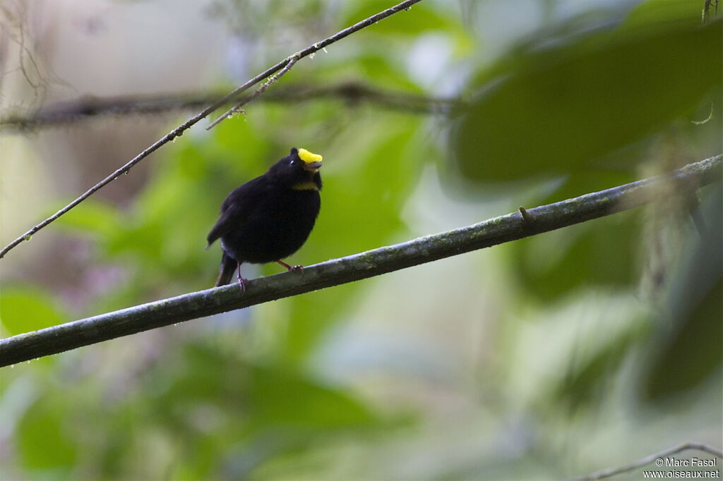 Golden-winged Manakin male adult, identification