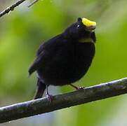 Golden-winged Manakin