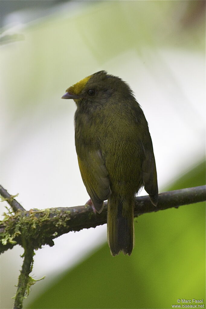 Manakin aux ailes d'or femelle adulte, identification