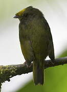 Golden-winged Manakin