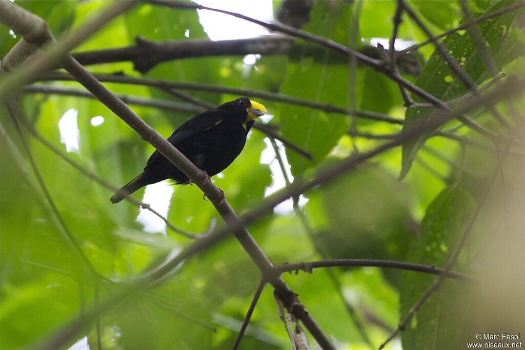 Manakin aux ailes d'or mâle adulte, identification