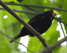 Golden-winged Manakin