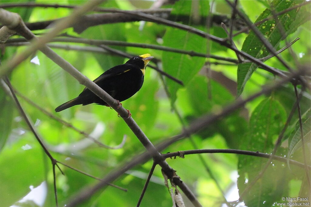 Manakin aux ailes d'or mâle adulte, identification