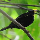 Manakin aux ailes d'or