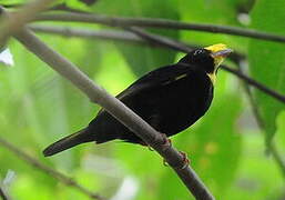 Golden-winged Manakin