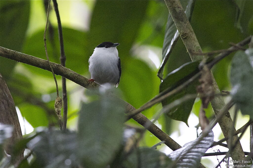 White-bearded Manakin male adult, identification