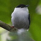 Manakin casse-noisette