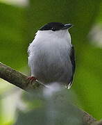 White-bearded Manakin