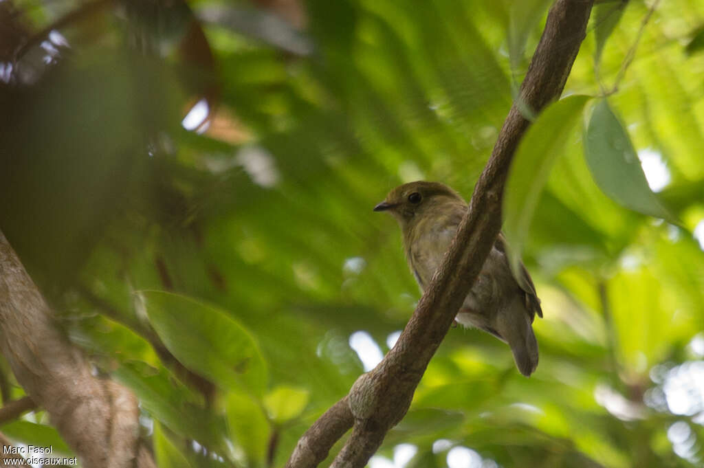 Manakin des yungas femelle adulte, identification