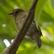 Manakin des yungas