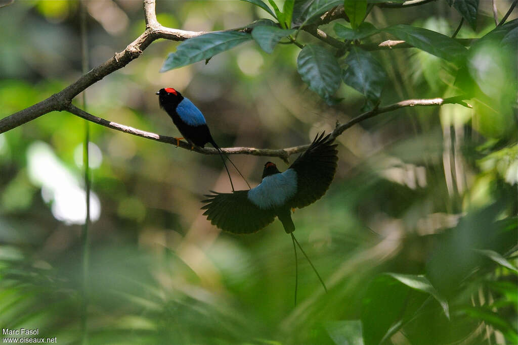 Long-tailed Manakin male adult, courting display