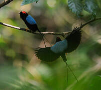 Long-tailed Manakin