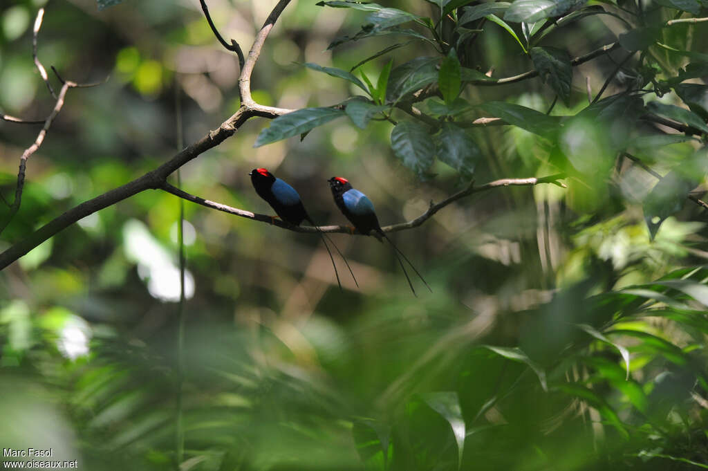 Manakin fastueux mâle adulte, parade