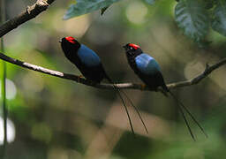 Long-tailed Manakin