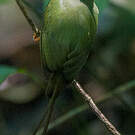 Manakin fastueux