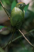 Long-tailed Manakin