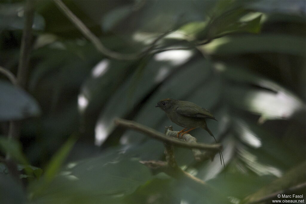 Long-tailed Manakin female adult breeding, identification