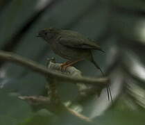 Long-tailed Manakin