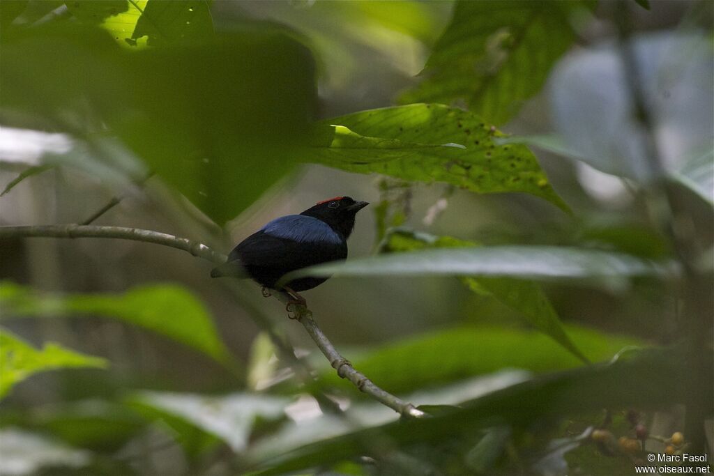 Manakin tijé mâle adulte, identification