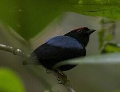 Blue-backed Manakin